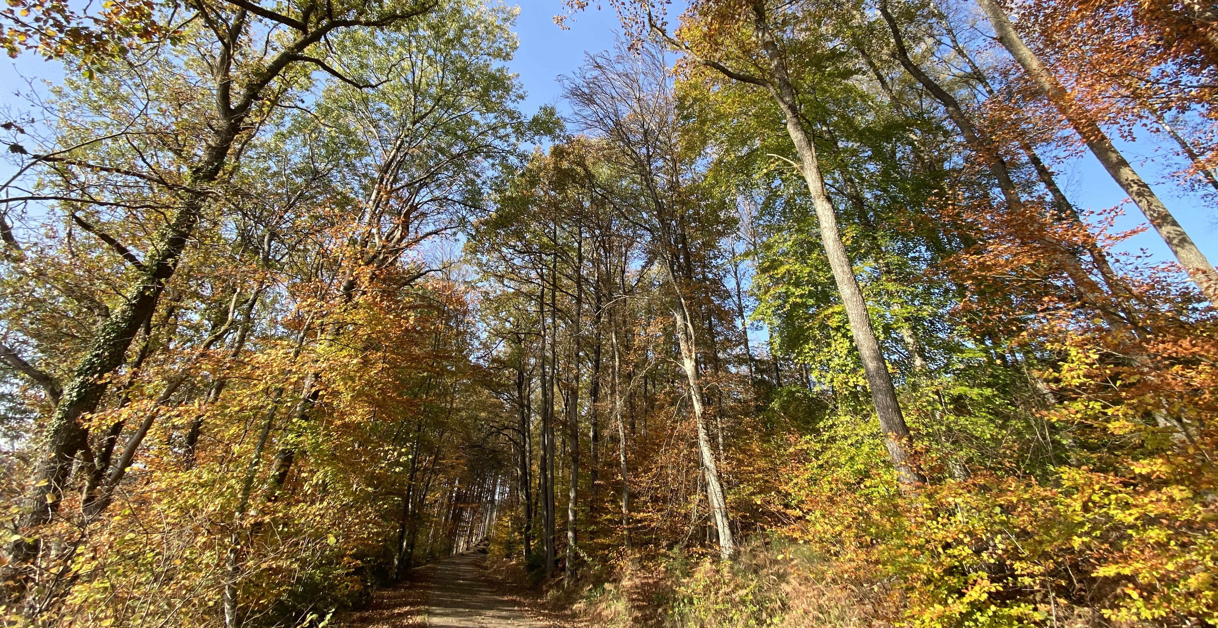 INTERMEDE chemin automne